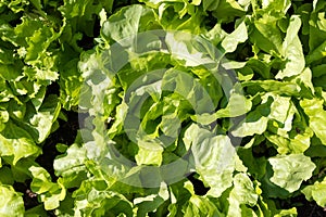 Home garden with green vegetables