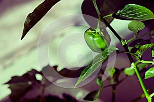 Home garden growing pepper bell herb in flower pot , vegetable garden on windowsill, selective focus