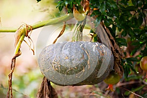 Home Garden Harmony: Abundant Pumpkins in Backyard Oasis