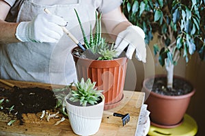 Home garden. Houseplant symbiosis. How to Transplant Repot a Succulent, propagating succulents. Woman gardeners hand transplanting