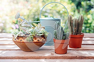 Home garden. How to Transplant Repot a Succulent, propagating succulents