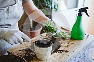 Home garden. How to Transplant Repot a Succulent, propagating succulents. Woman gardeners hand transplanting cacti and