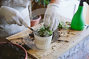 Home garden. How to Transplant Repot a Succulent, propagating succulents. Woman gardeners hand transplanting cacti and succulents