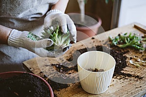 Home garden. How to Transplant Repot a Succulent, propagating succulents. Woman gardeners hand transplanting cacti and succulents