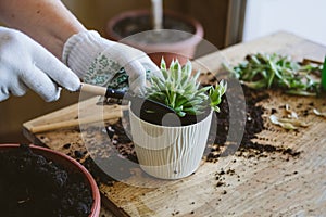 Home garden. How to Transplant Repot a Succulent, propagating succulents. Woman gardeners hand transplanting cacti and succulents
