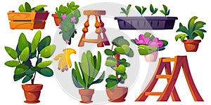 Home garden interior with plant and flower in pot