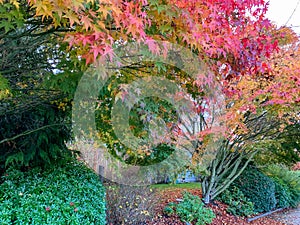 Home Garden with Japanese Maple Trees in Autumn