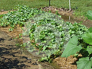 Home Garden with Mature Green Canteloupe Plants