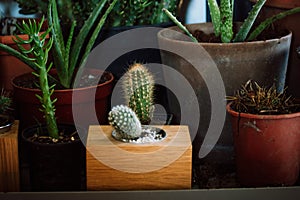Home garden and potted green plants of cactuses, succulents. Flower pots indoors