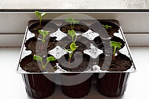 Home garden. Radish seedlings germinate in a container