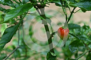 In the home garden, a ripening Nai Miris chili pod is hanging