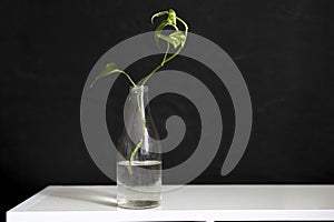 a the home garden, a simple glass bottle with a plant on the shelf at home,minimalist concept style