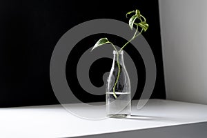 a the home garden, a simple glass bottle with a plant on the shelf at home,minimalist concept style