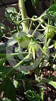 home garden tomatoes