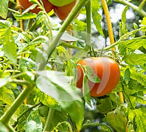 Home garden with tomatoes ripening on the vine