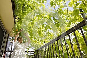 A home garden where bitter gourd is planted in the sun