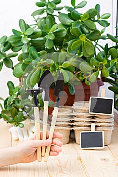 Home gardening concept. Children`s hand holds a set of garden tools for planting plants on the background of paper pots and plant
