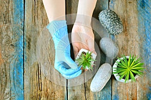 Home gardening concept. Gardener`s hands works with green plant.