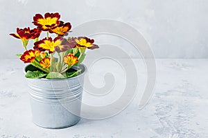 Home gardening. Flower potting, blossom primula or viola flower in metal pot on gray stone background