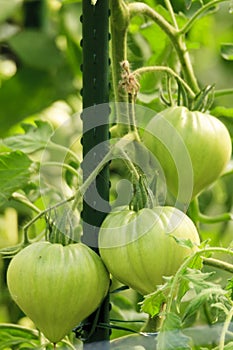 Home gardening heart of boeuf