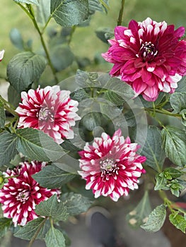 Home gardening and hobbies. Blooming Dahlia flwers.