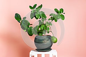 Home gardening: Lemon tree in a large green pot on a pink background
