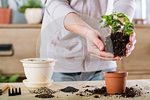 Home gardening plant transplantation hands replant