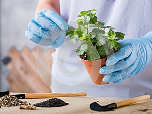 Home gardening plant transplantation houseplant