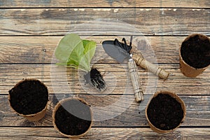 home gardening. seedbeds with sowing tools and plants to grow. start an urban vegetable garden