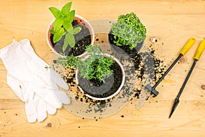 Home gardening. Top view of gloves, mint, basil and thyme bush in a pots, and gardening tools on wooden board