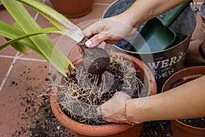 Home gardening. Young girl rooting the plant from its pot