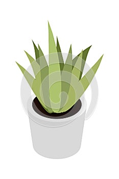 Home green plant flat vector illustration. Indoor flower in white pot. Window flowerpot decoration cartoon drawing