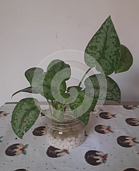 Home Greeny Watering Plants