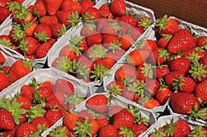 Home grow strawberry fruit on sale in Copenhagen Denmark