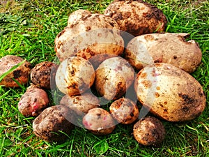 Home growing potatos