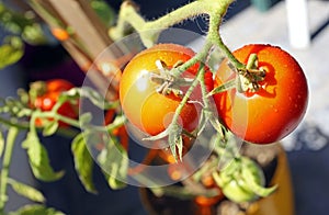 Home growing red tomatoes on a twig