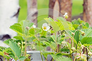 Home growing strawberry flower in garden