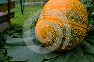 Ripe orange pumpkin lies on a vegetable garden in a natural environment. Pumpkin in rural scene. Fresh, ripe, pumpkins