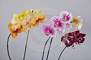 Home grown blooming phalaenopsis orchid collection colorful flowers
