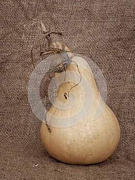 Home grown butternut squash with stem and tendrils on hessian. Truly organic.