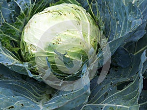 A home grown cabbage ready to hearvest