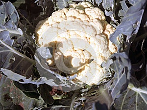 A home grown cauliflower