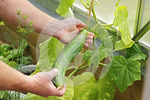 Home grown cucumber photo