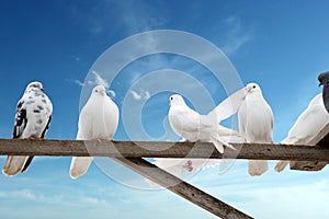 Home-grown doves