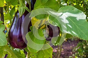 Home grown eggplant in garden bed