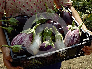 Home grown eggplants