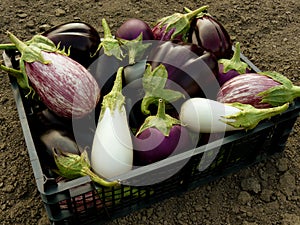 Home grown eggplants