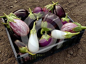 Home grown eggplants