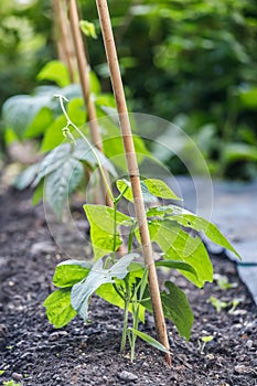 Home Grown French Bean with Bamboo Support