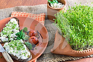 Home-grown garden cress as healthy vitamin supplier